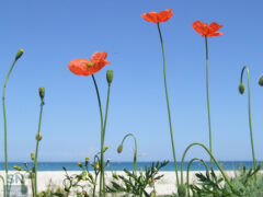 Ma son mille papaveri rossi - Foto di Loriano Brunetti