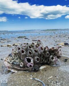 Bassa marea sulla spiaggia di Senigallia - Vita marina - Foto di Prapassorn Rueangsribua