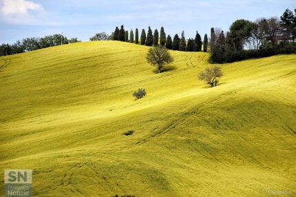 Campagne senigalliesi - Primavera in giallo - Foto di Mauro Gasparini