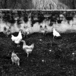 Galline - Foto di Loriano Brunetti