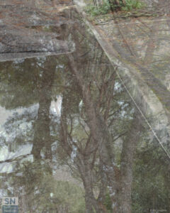 Malinconia - Omaggio a viale Anita Garibaldi - Foto di Pietro De Gregorio