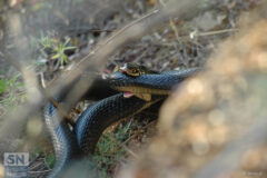 Biacco - Foto di Roberto Ricevuti