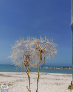A un soffio dal mare - Foto di Roberta Bisci