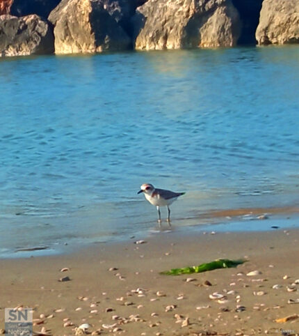 Fratino beach - Foto di Alberto Bertini