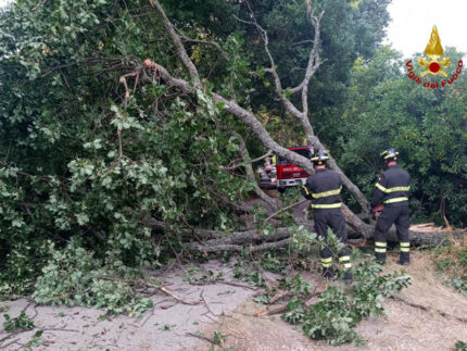 Vigili del Fuoco liberano via Fontenuovo da un albero caduto in strada