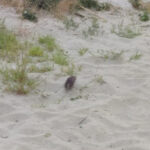 Topo sulla spiaggia di Senigallia, accanto al porto