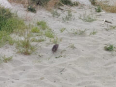 Topo sulla spiaggia di Senigallia, accanto al porto