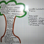 Il diritto alle radici