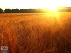 Aura magica - Foto di Alberto Bertini