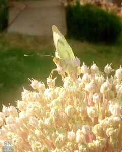 Incontri estivi - Foto di Annalisa Marinelli