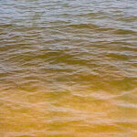 Fioritura alga Fibrocapsa Japonica