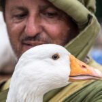 Palio dell'Oca alla Festa Castellana a Scapezzano di Senigallia