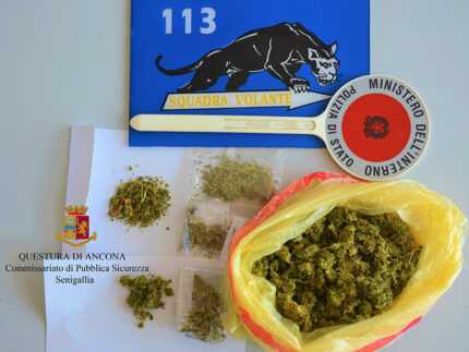 La marijuana sequestrata dalla Polizia a Senigallia