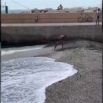 Un signore tenta di scavare nella barriera alla foce del fiume Misa