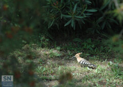Omaggio a Montale - Foto di Roberto Furst