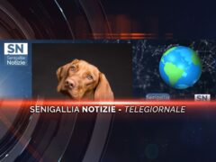 senigallia notizie telegiornale