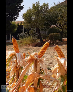 Mais - Foto di Patrizio Cardellini