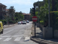 Pini abbattuti in viale Anita Garibaldi