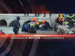 senigallia notizie telegiornale