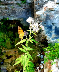 Natura - Foto di Patrizio Cardellini
