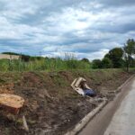 Pini abbattuti in stradone Misa