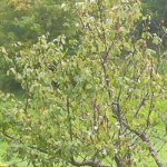 Ottobre: è fiorito il ciliegio - Foto di Luciano Rossetti