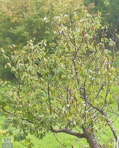 Ottobre: è fiorito il ciliegio - Foto di Luciano Rossetti