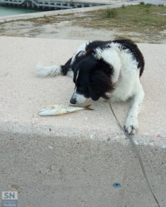 Pranzo assicurato - Foto di Alberto Bertini