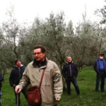 Corso di potatura dell'olivo