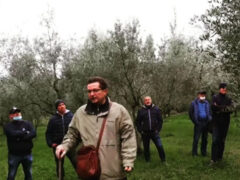Corso di potatura dell'olivo