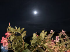 Luna in una cornice floreale - Foto di Rossano Morici