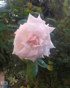 Autunno in... rosa! - Foto di Giancarlo Rossi