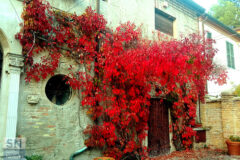 Pergolato purpureo - Foto di Alberto Bertini