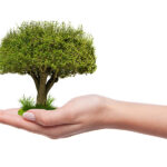 Giornata Nazionale degli Alberi