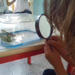 Bambini della scuola dell'infanzia studiano una mantide religiosa