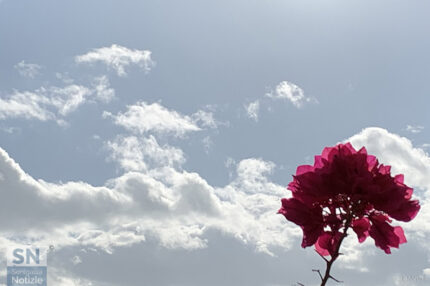 Un fiore di speranza - Foto Rossano Morici