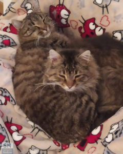 Ma che freddo fa!!! - Foto Giancarlo Rossi