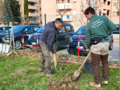 Piantumazione alberi presso la scuola Rodari di Senigallia