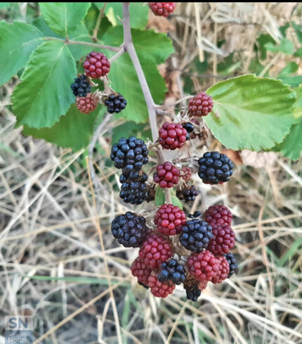 More di rovo - Foto Patrizio Cardellini