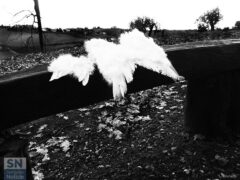 Angeli - Foto Loriano Brunetti