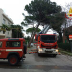 Pini pericolanti in viale A. Garibaldi