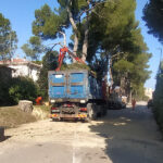 Pini abbattuti in viale dei Pini