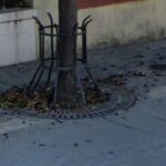 Recinzione in ferro attorno a un albero di viale Matteotti