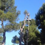 Pini abbattuti in viale dei Pini