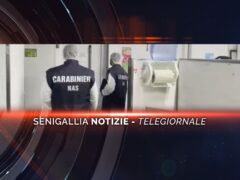 senigallia notizie telegiornale