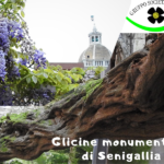 Campagna tesseramento GSA Senigallia