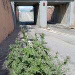 Sporcizia e incuria a Senigallia