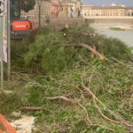 Pini abbattuti in via Rossini