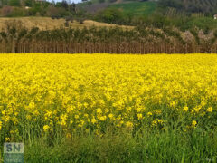 Colza e paulonia in fiore - Foto Giancarlo Rossi