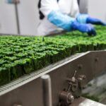 Orto Verde di Senigallia